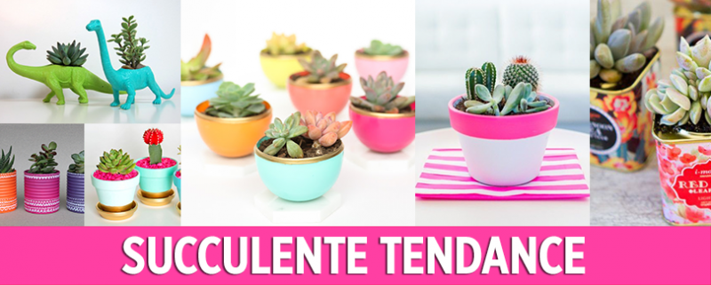 Succulente Tendance